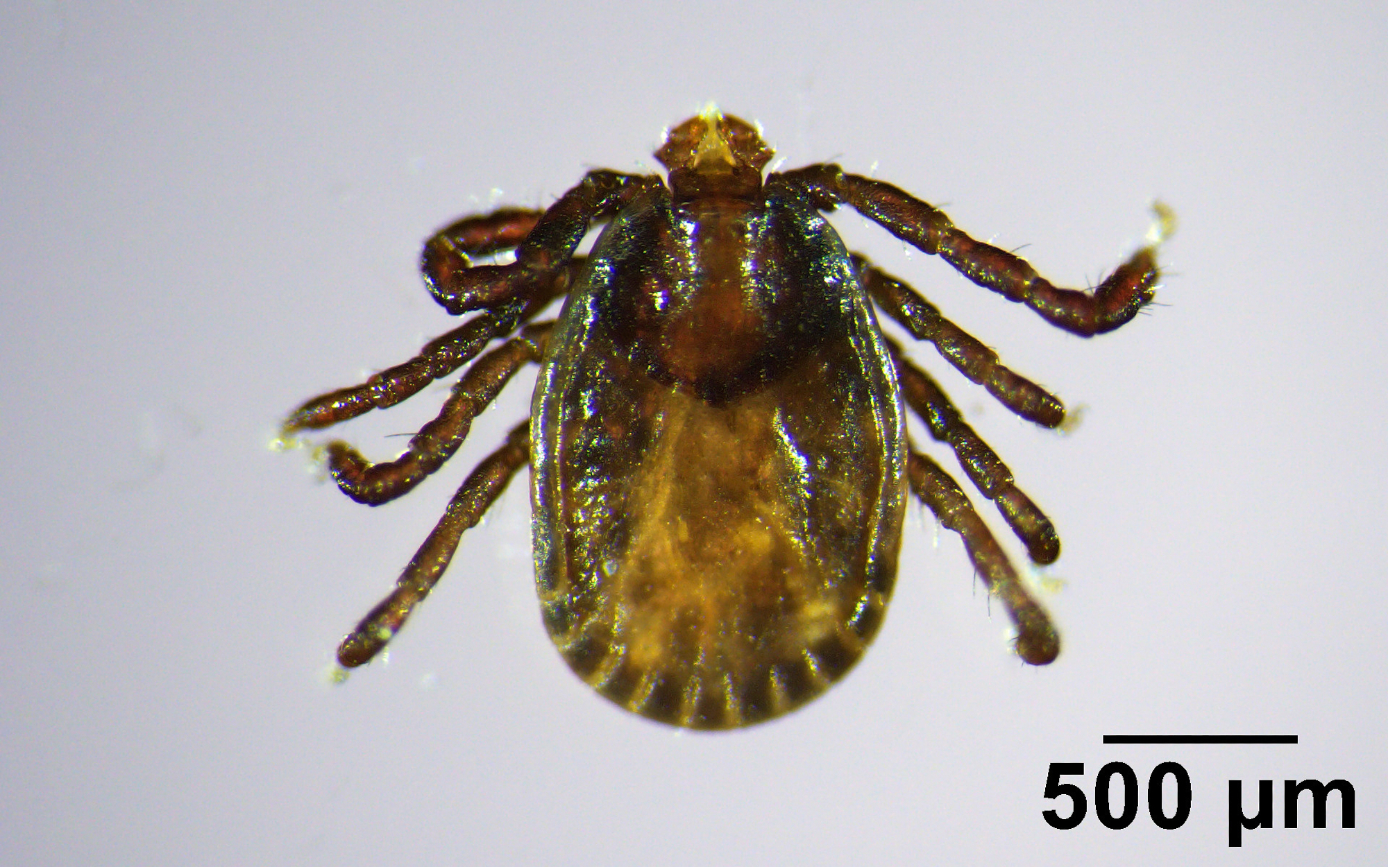Invasive, disease-carrying tick found in Maine, the farthest northeast it has been spotted