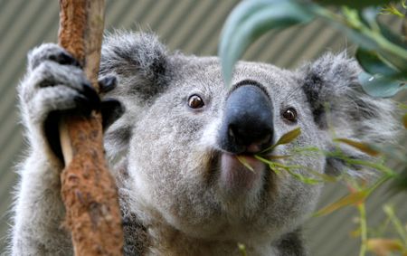 Australia approves first vaccine to save koalas from chlamydia