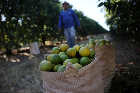 Bacterial greening disease infects nearly half of Brazil’s citrus belt