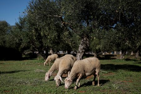 Greece could ban movement of sheep, goats if smallpox outbreak spreads