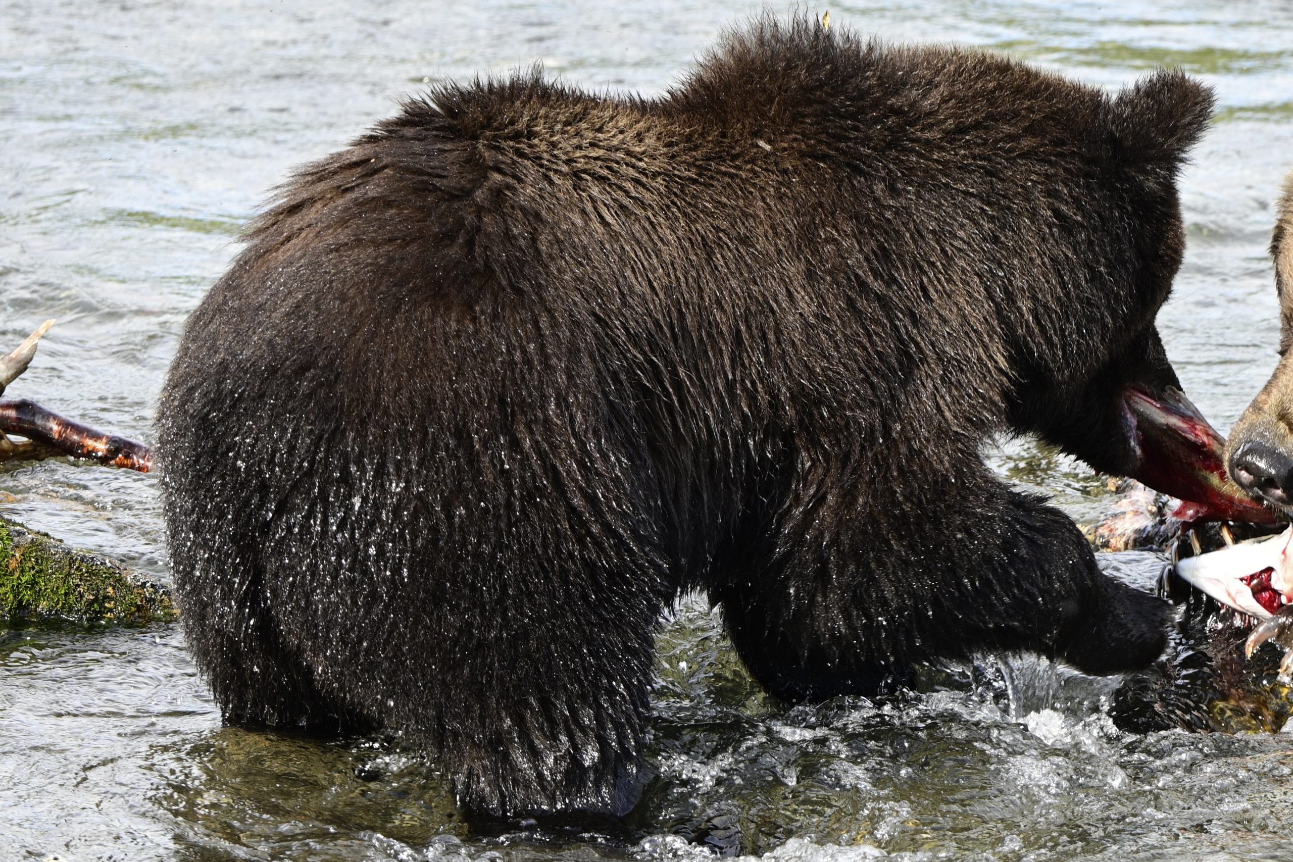 What to know about Fat Bear Week, a competition to be the chonkiest brown bear