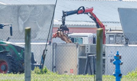 Croatia to cull thousands of pigs to combat swine fever crisis