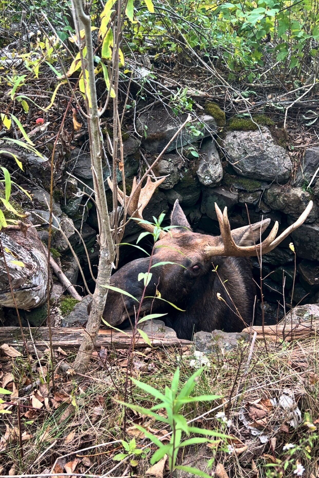 Maine wardens rescue moose trapped for hours in abandoned well