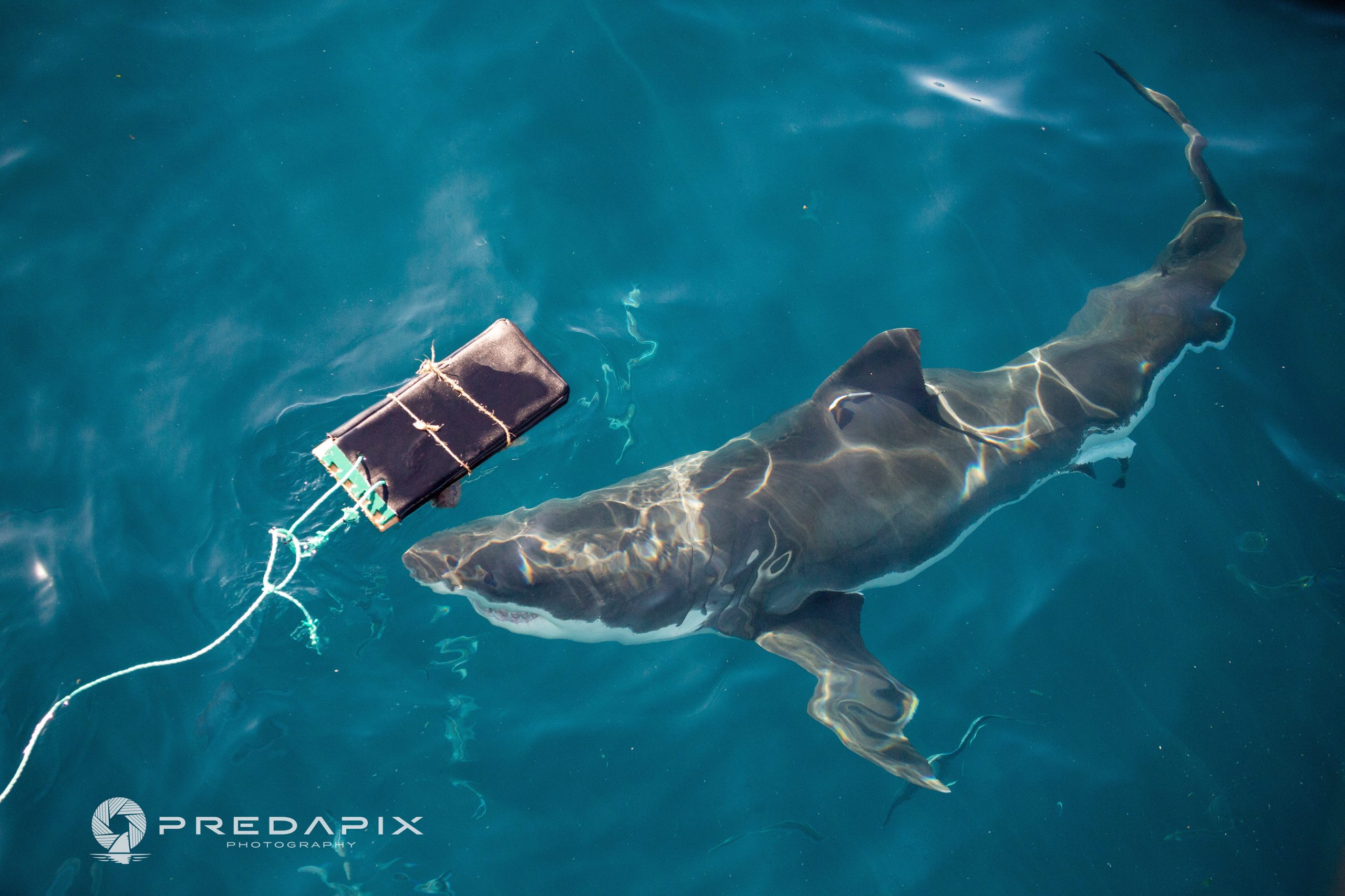 Scientists find new bite-resistant wetsuits can reduce shark bite injuries