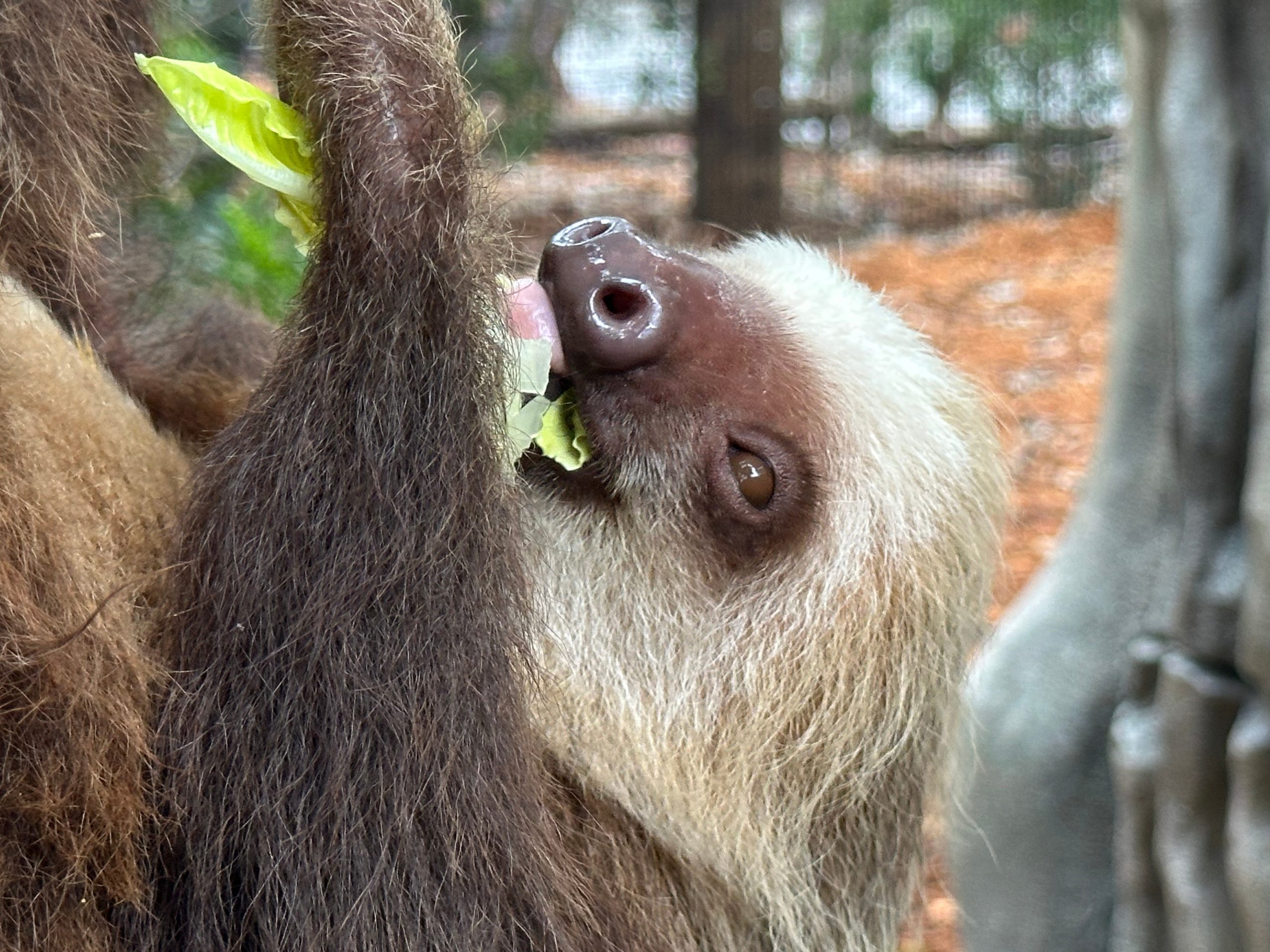 Golden lion tamarins and sloths become unlikely roommates at Palm Beach Zoo
