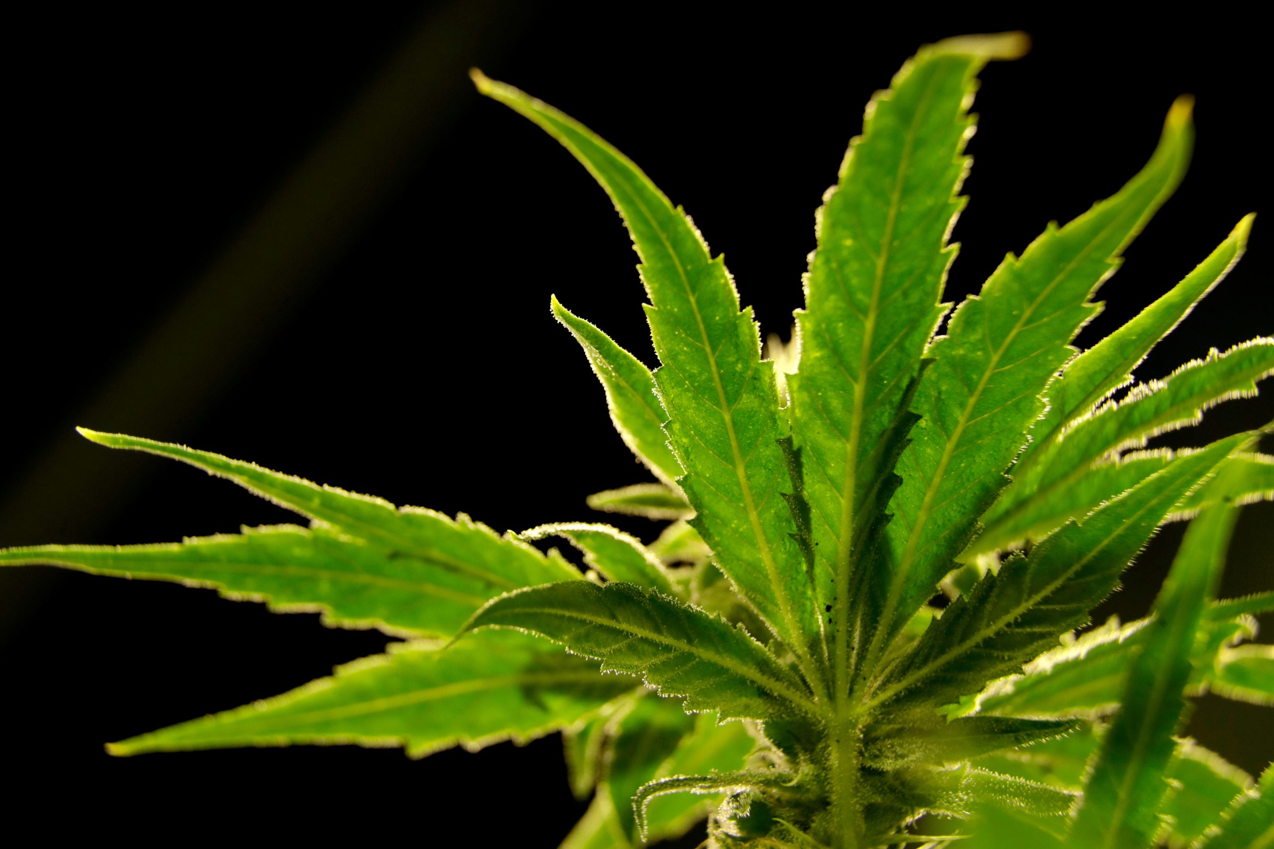 A drug made from marijuana reduced back pain in a large study