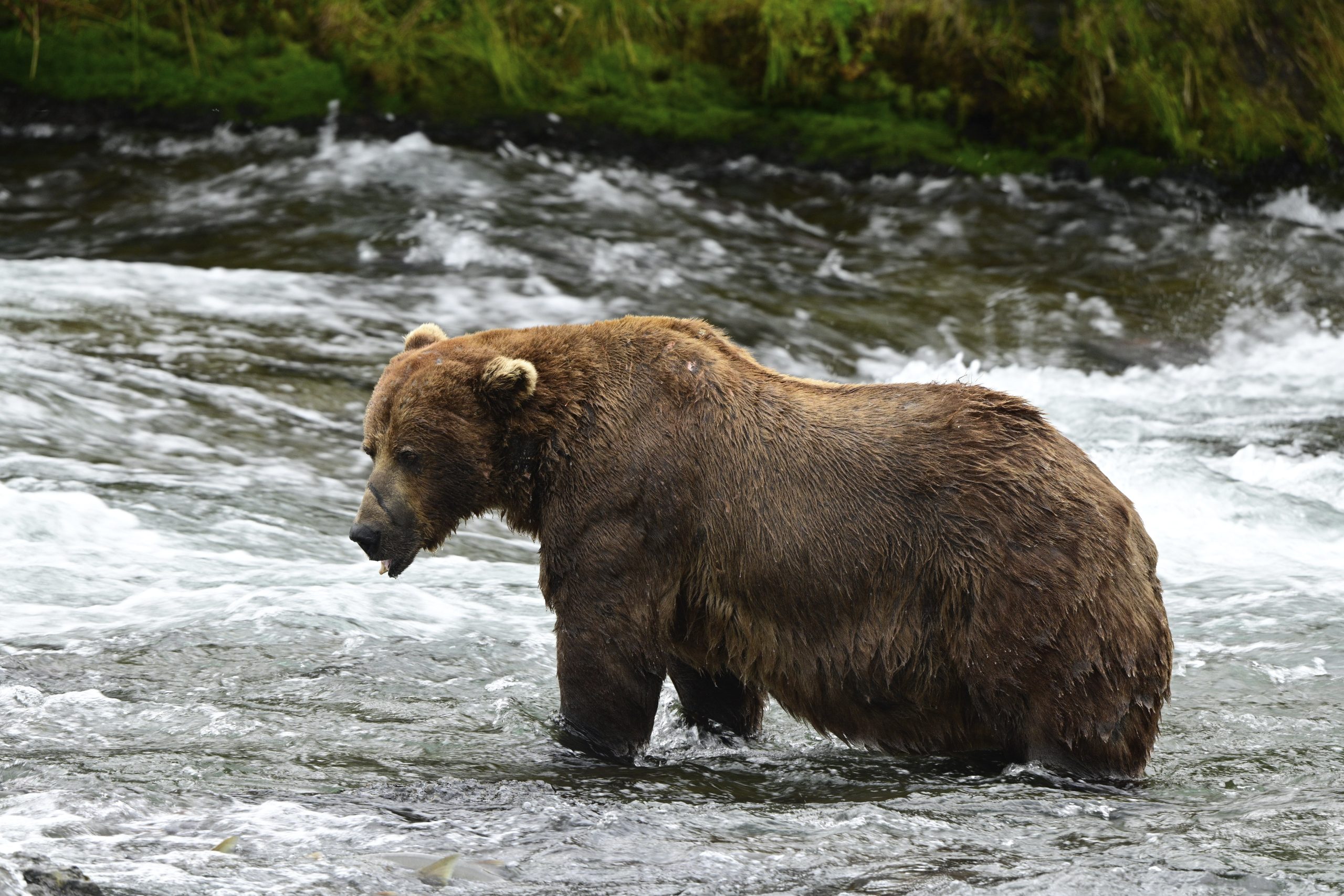 Chunk, a 1,200-pound bear with a broken jaw, wins Alaska’s popular Fat Bear Week contest