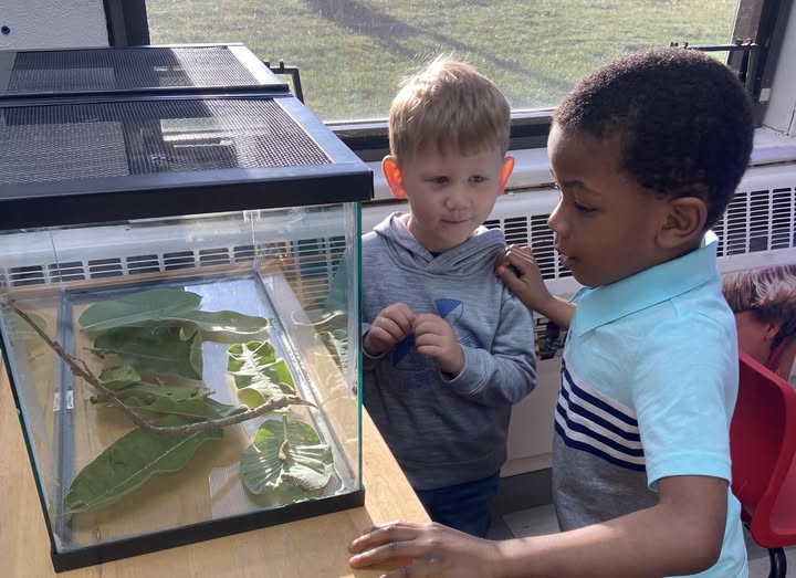 Mrs. Kessler’s pre-k class welcomed monarch caterpillars! They are eager to witness the complete metamorphosis! #mac185