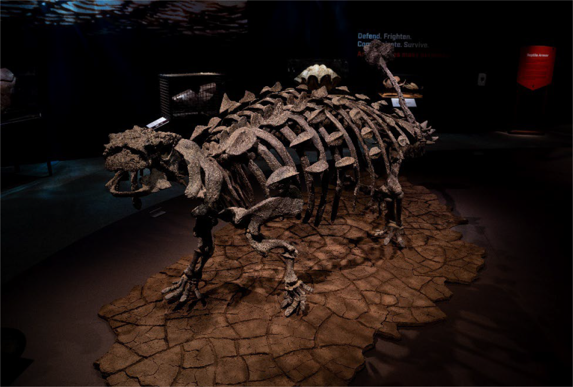 “Animal Armor,” September 20 through February 15