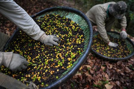 Brazil’s Jacu bird poo-poos US tariffs as specialty coffee sector suffers