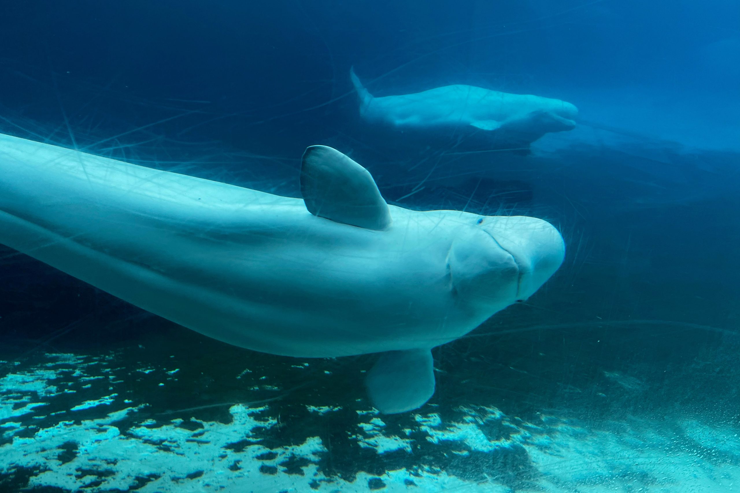 Canada denies Marineland’s request to export its remaining beluga whales to China
