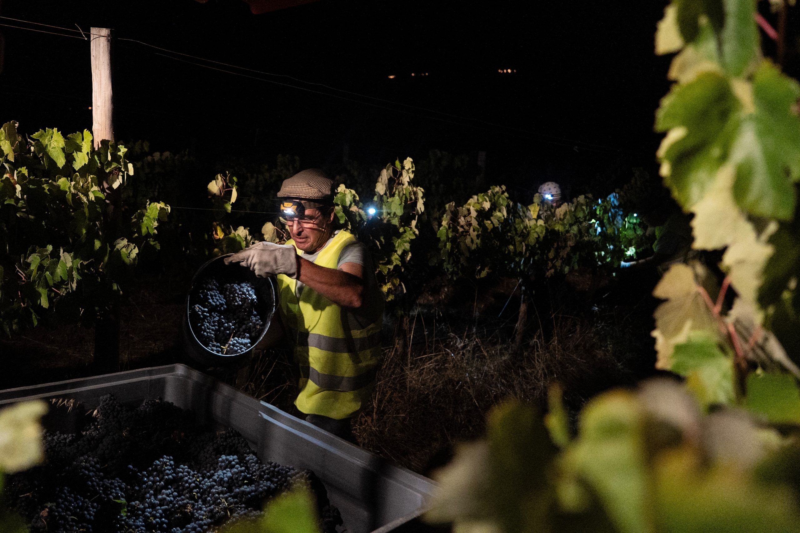 In Portugal, the cool of the night is when some vineyards harvest grapes