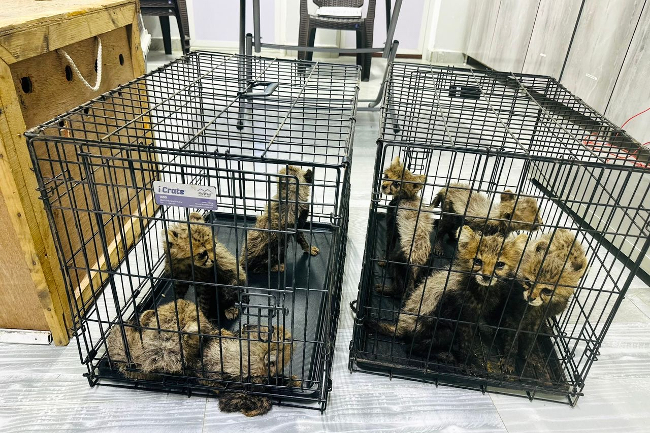Cheetah cubs destined for illegal trade in exotic pets rescued in Somaliland