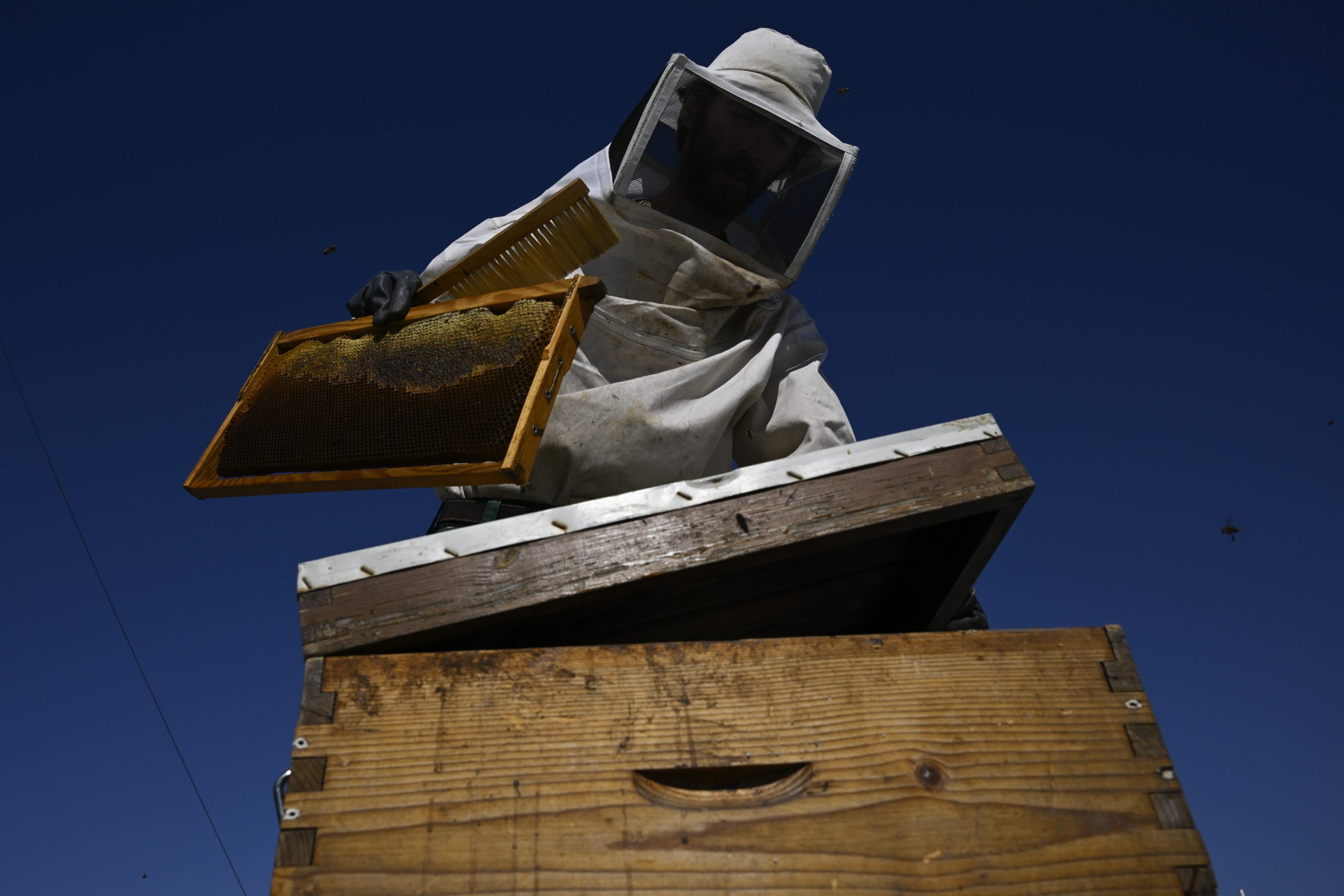 From rooftops to honey jars, Athens is abuzz with urban beekeeping