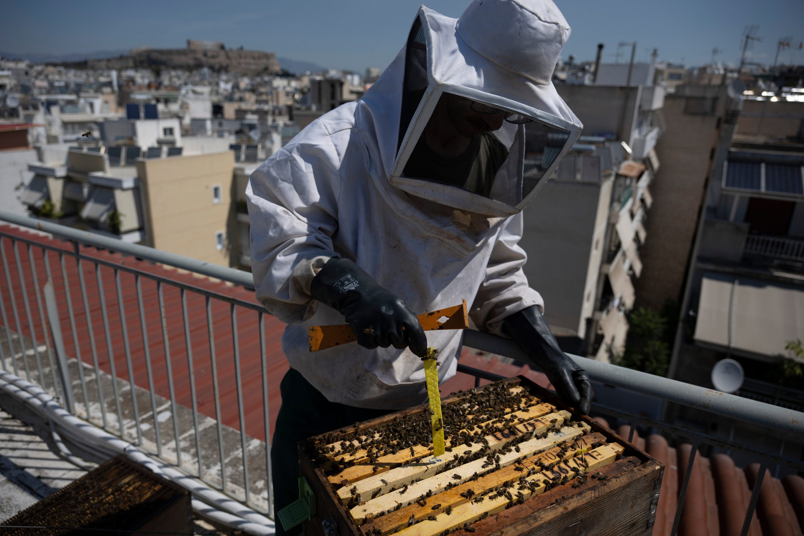 Rooftop beekeeping in Athens: A new buzz in urban ecosystems, in photos