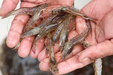 US FDA slaps new requirements for Indonesia’s shrimp and spices after radioactive contamination