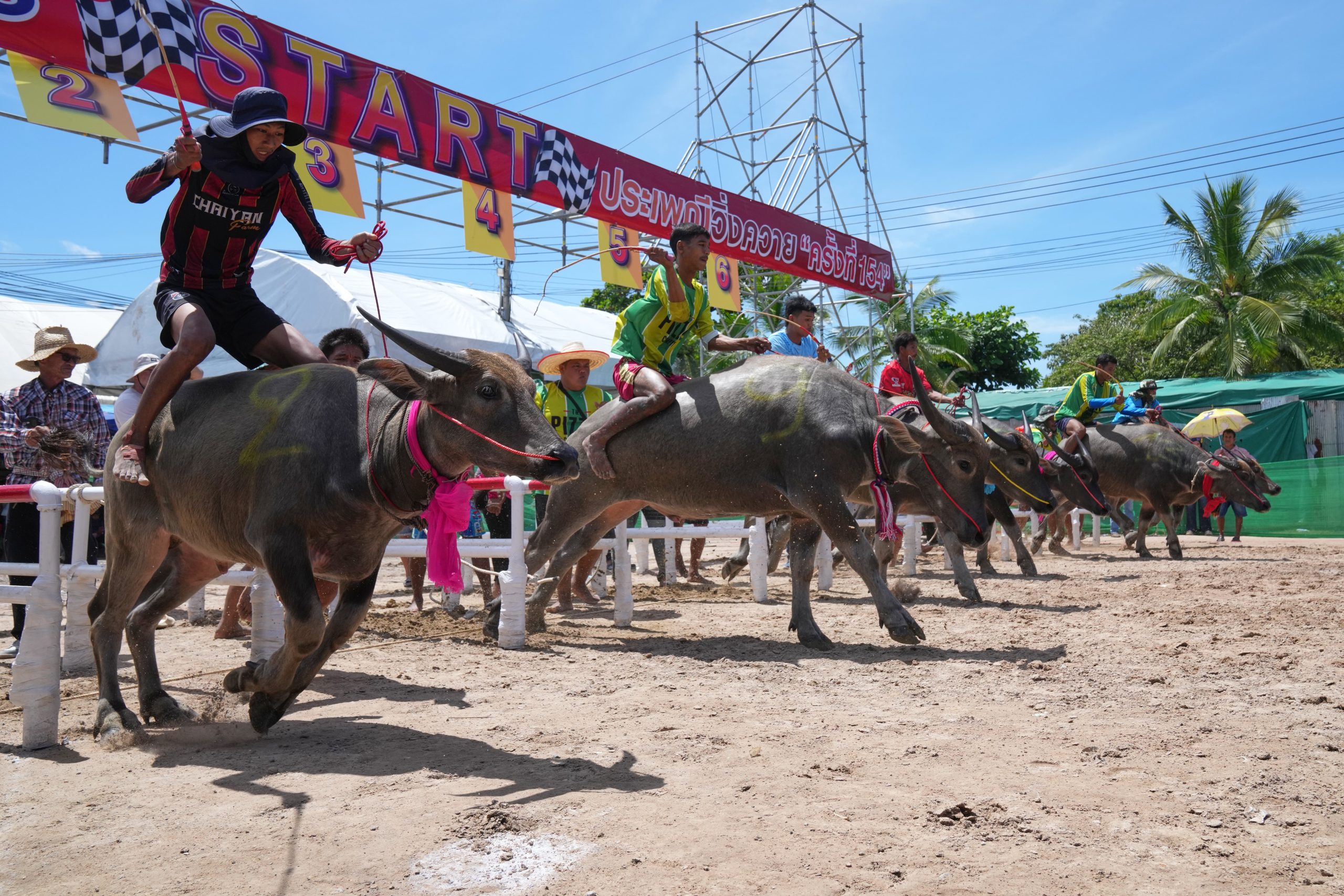 Thailand’s water buffaloes have upgraded their status from draft animals to prized competitors