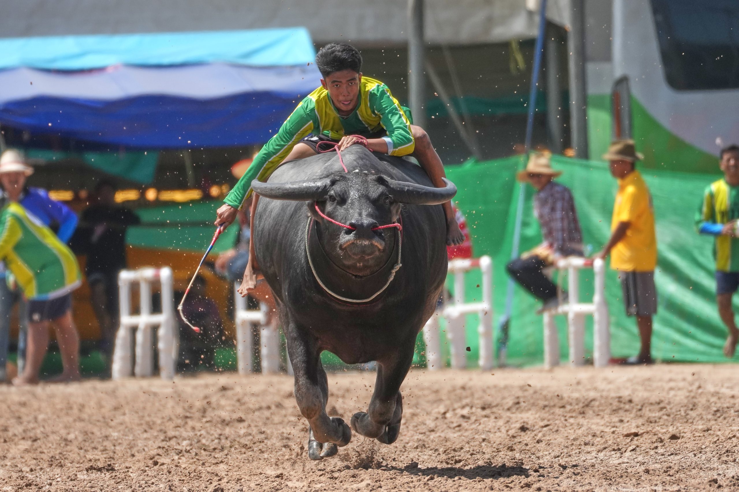 Photos show a water buffalo festival in Thailand at the start of harvest season