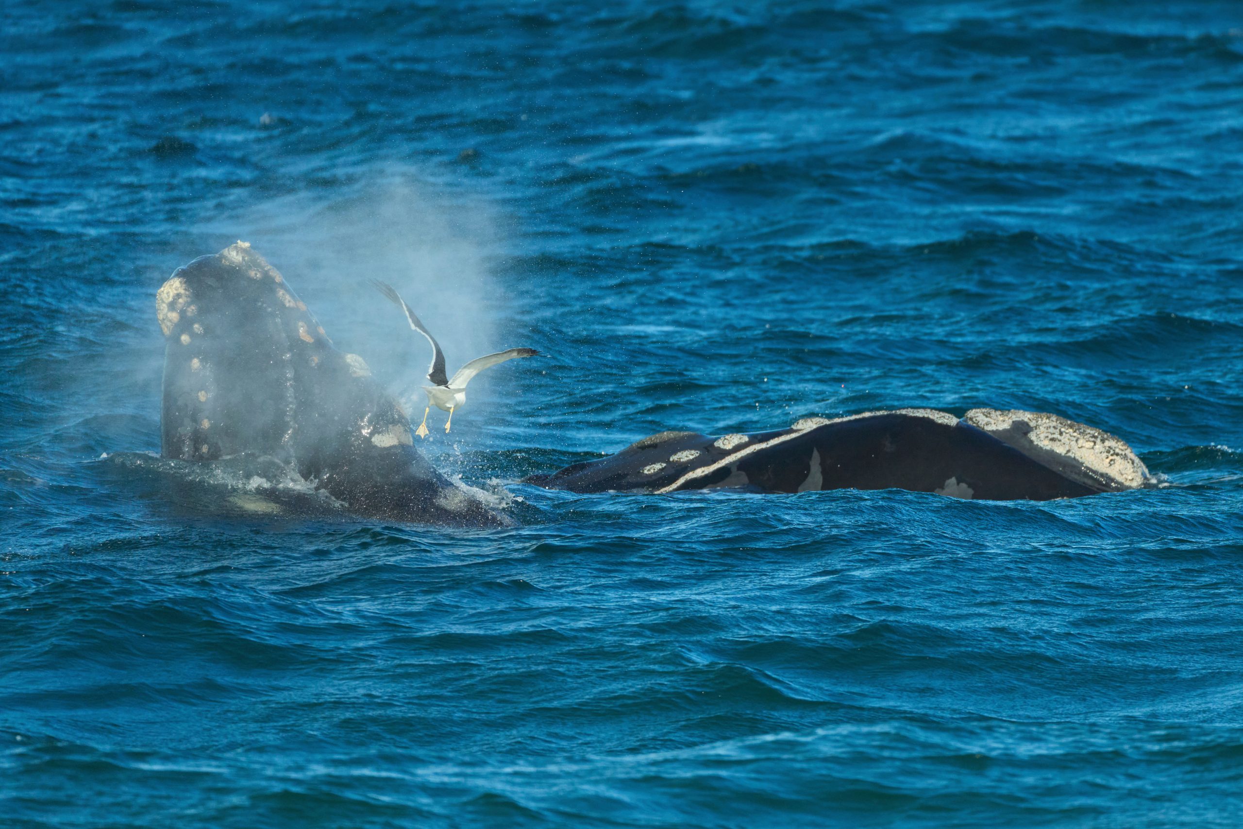 Southern right whales awe admirers in Patagonia after coming back from brink of extinction