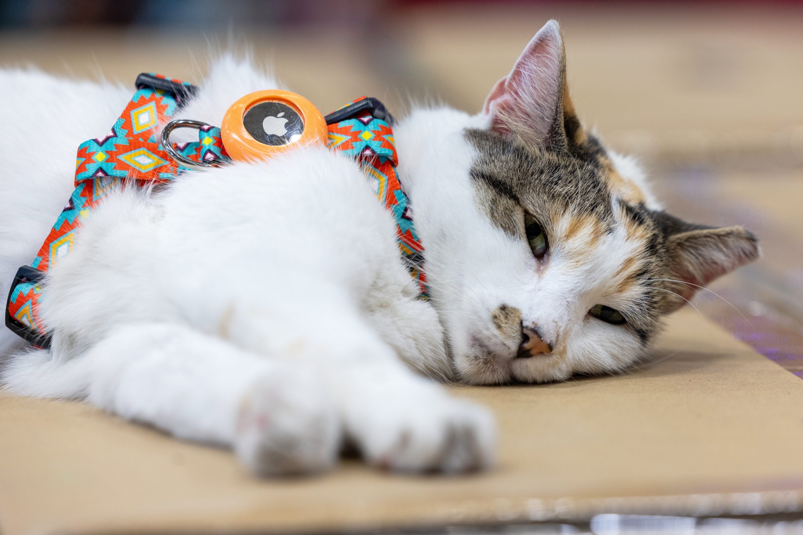 Purrfect ending: Missing Virginia store cat found after hitching a ride to another state