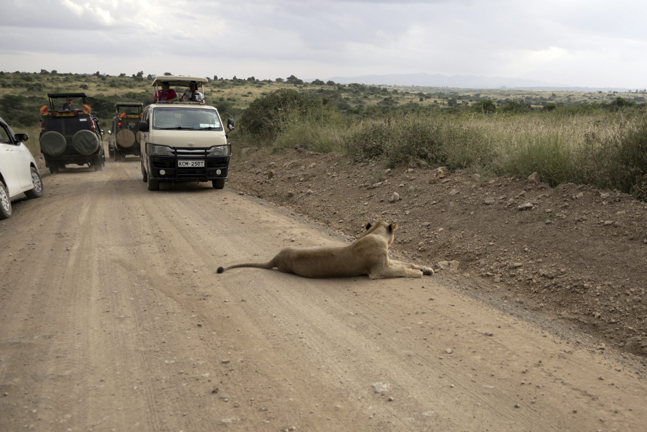 He lives alongside lions in Nairobi. The human-wildlife collision is dazzling — and dangerous
