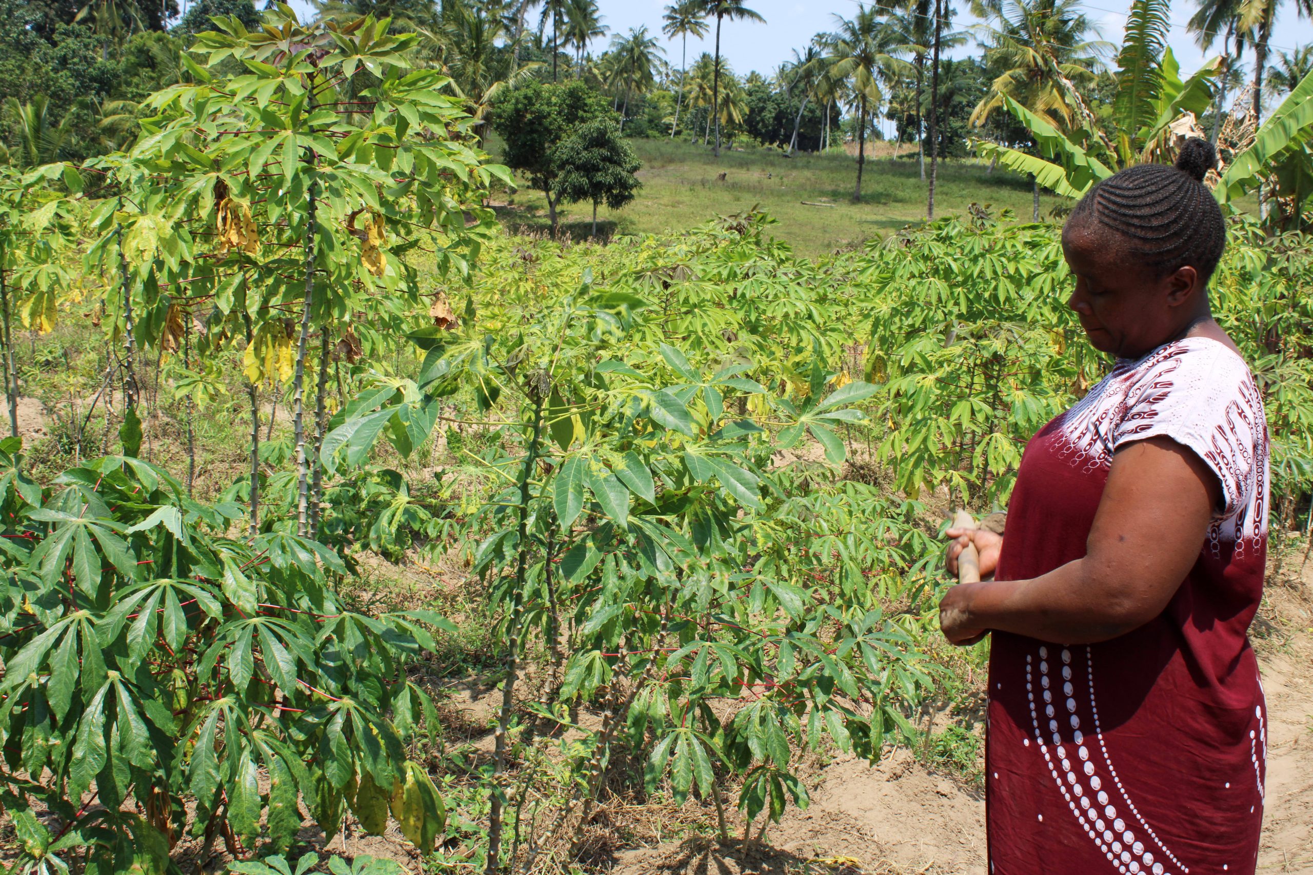 In Kenya, a search for links between a changing climate and mental health