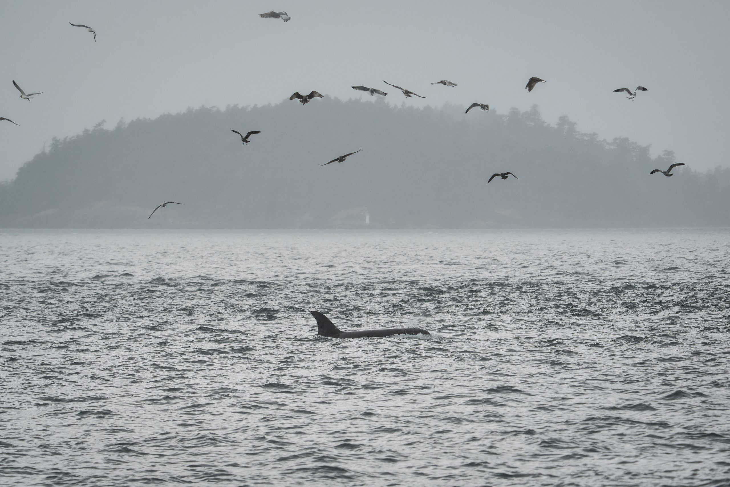 Scientists hope underwater fiber-optic cables can help save endangered orcas