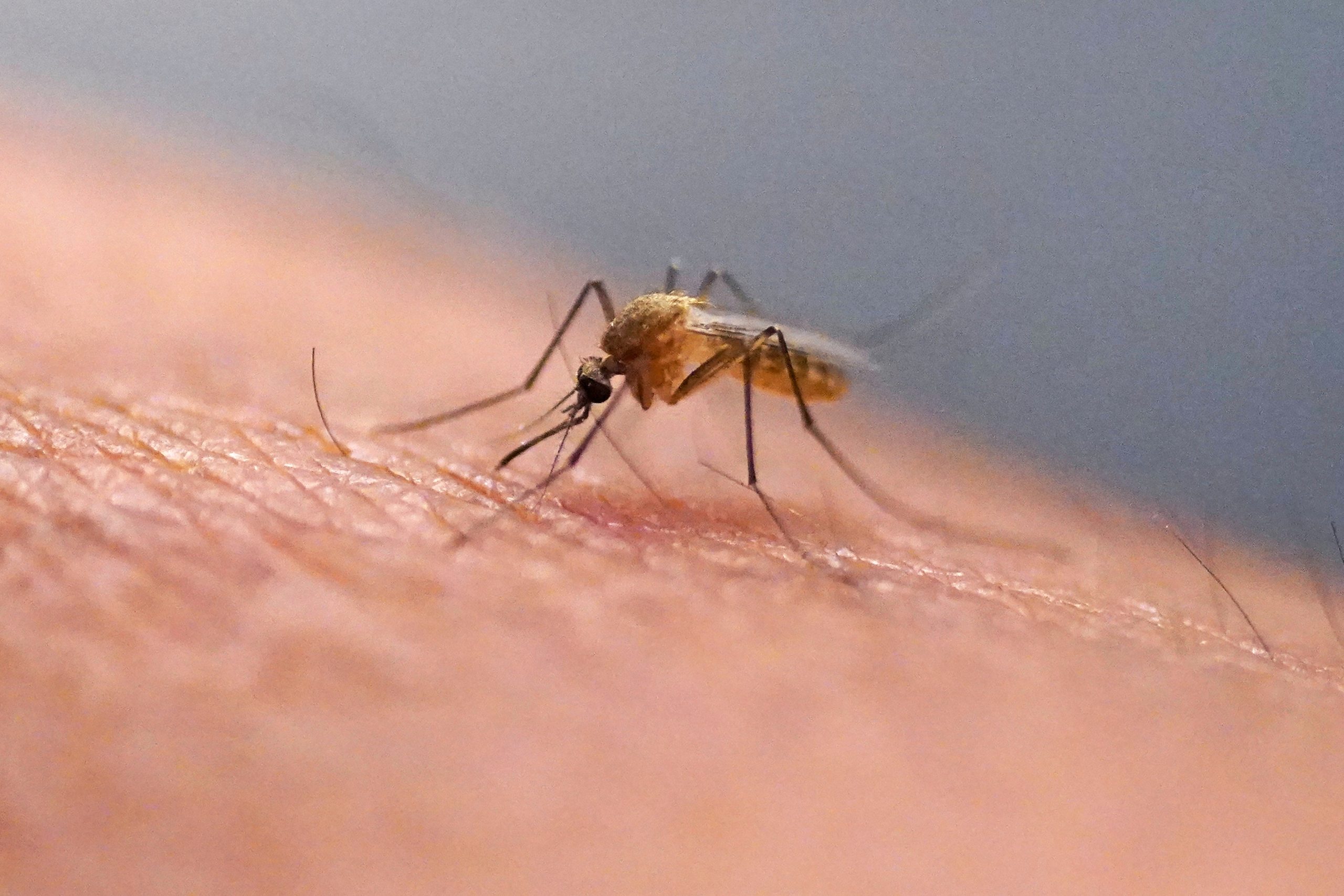 What is the chikungunya virus now transmitted in the US for the first time in years?