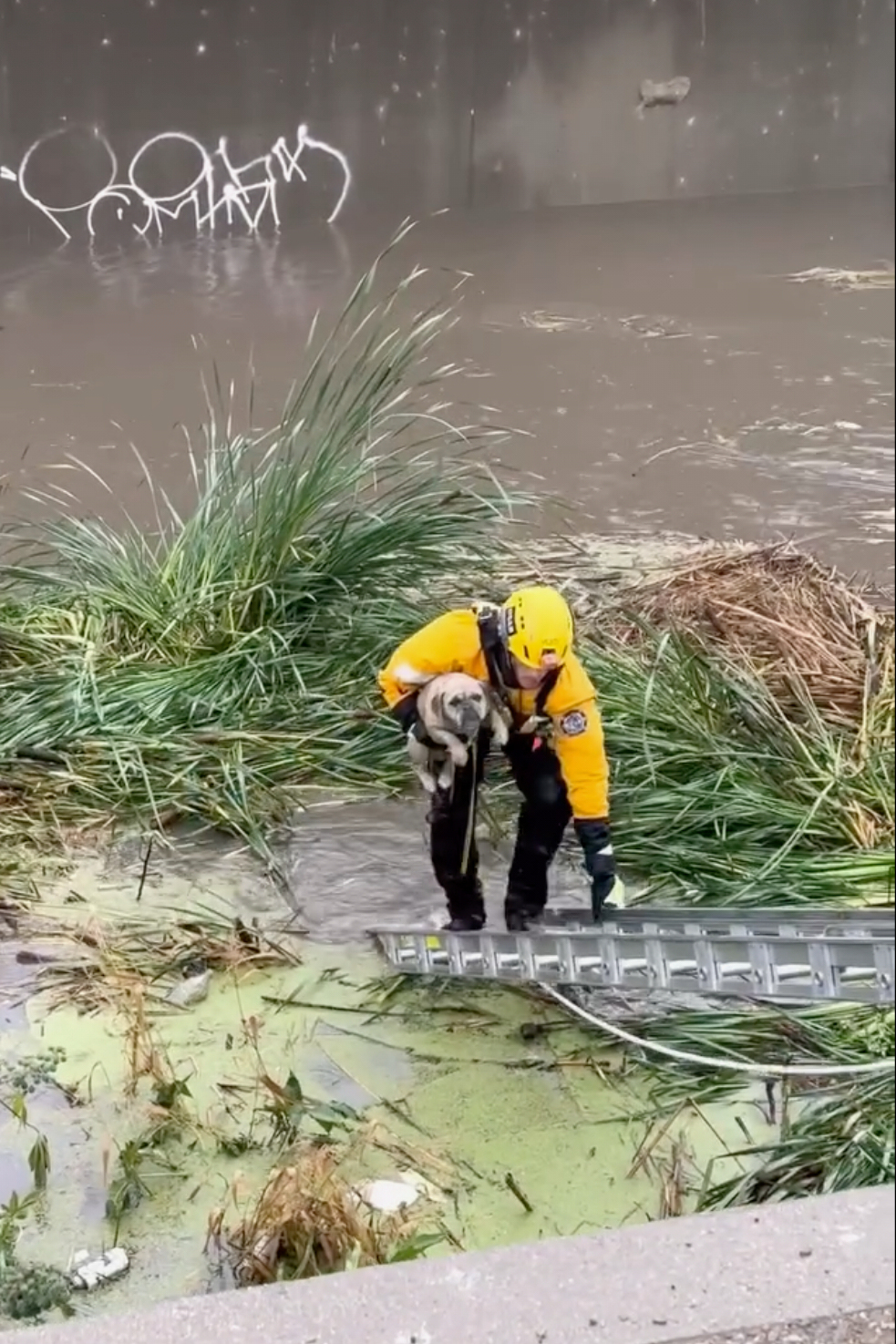 Firefighters rescue stranded pup from rising floodwaters in Southern California