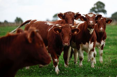 Lumpy skin cases in French cattle spread near Spanish border