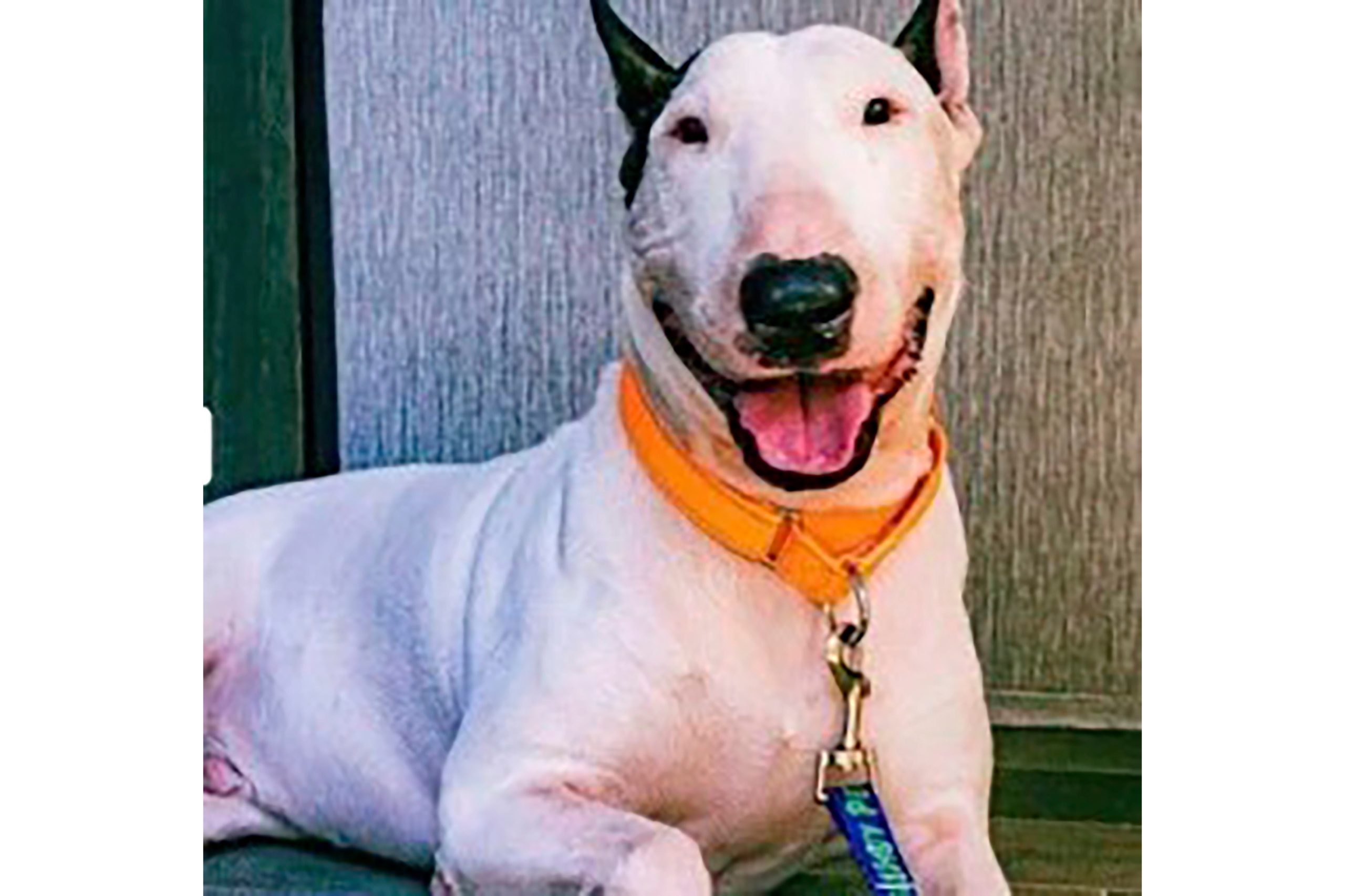 Criminal charges dropped against Florida man who abandoned dog before Hurricane Milton’s landfall