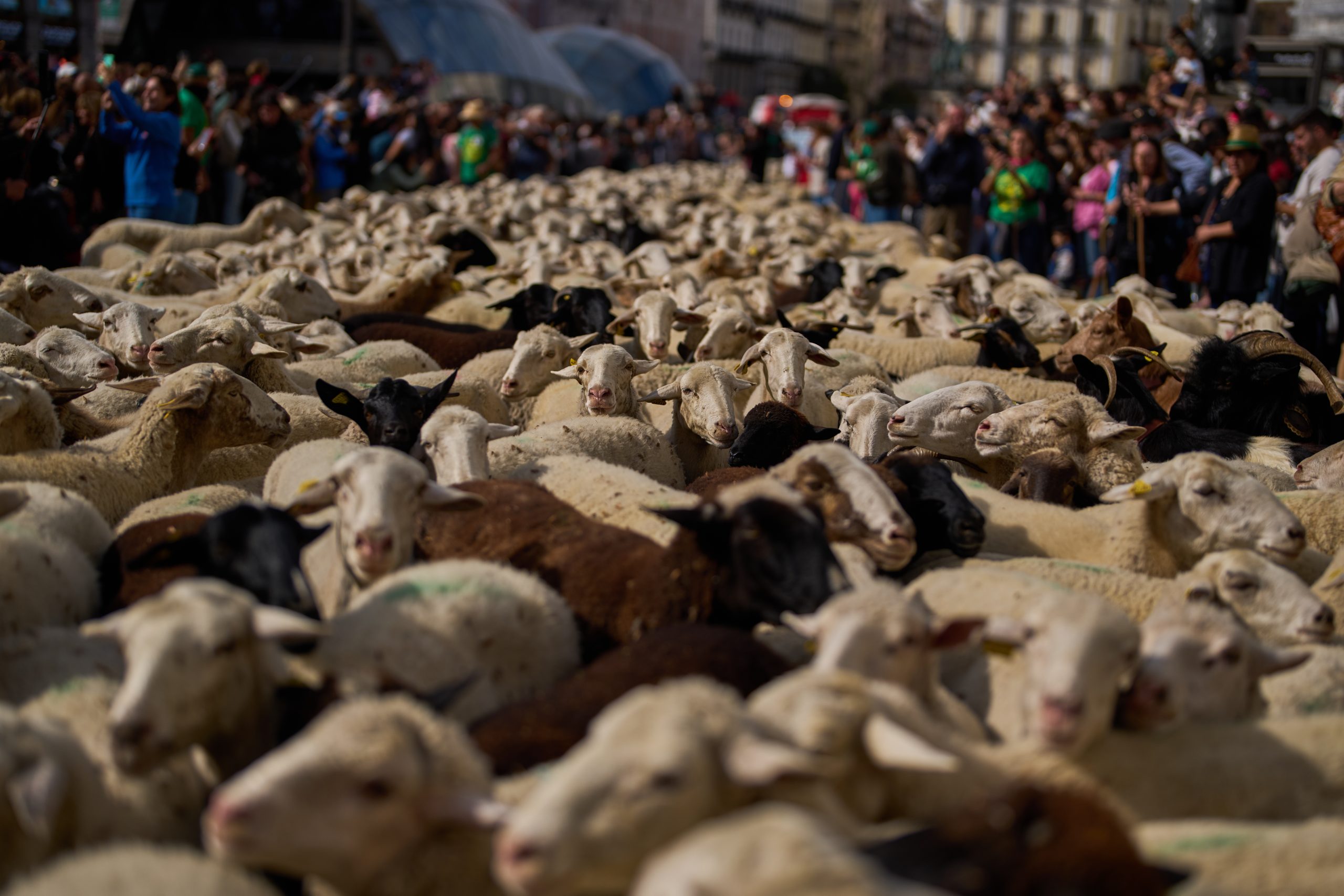 Shepherds steer their flocks during a Madrid festival, in photos