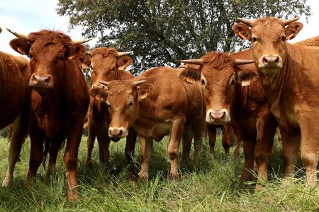 Spain bans live cattle exports over lumpy skin disease outbreak