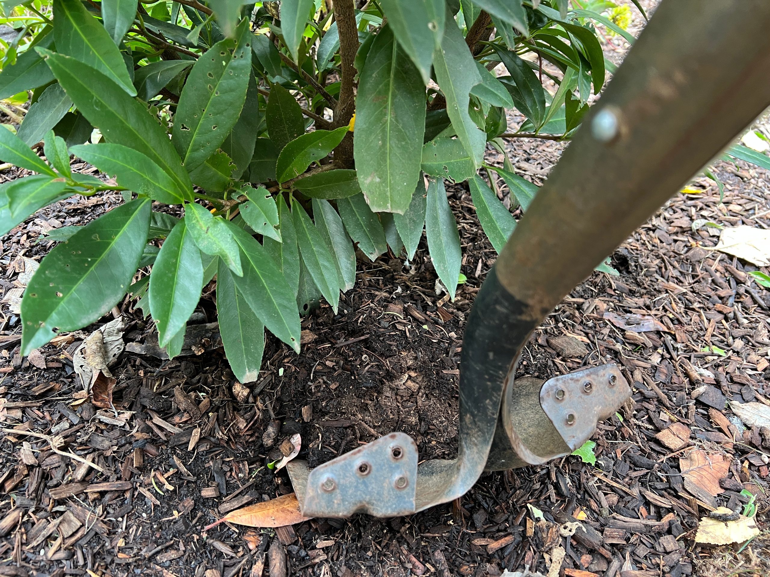 Transplanting shrubs: Timing and technique for a thriving garden