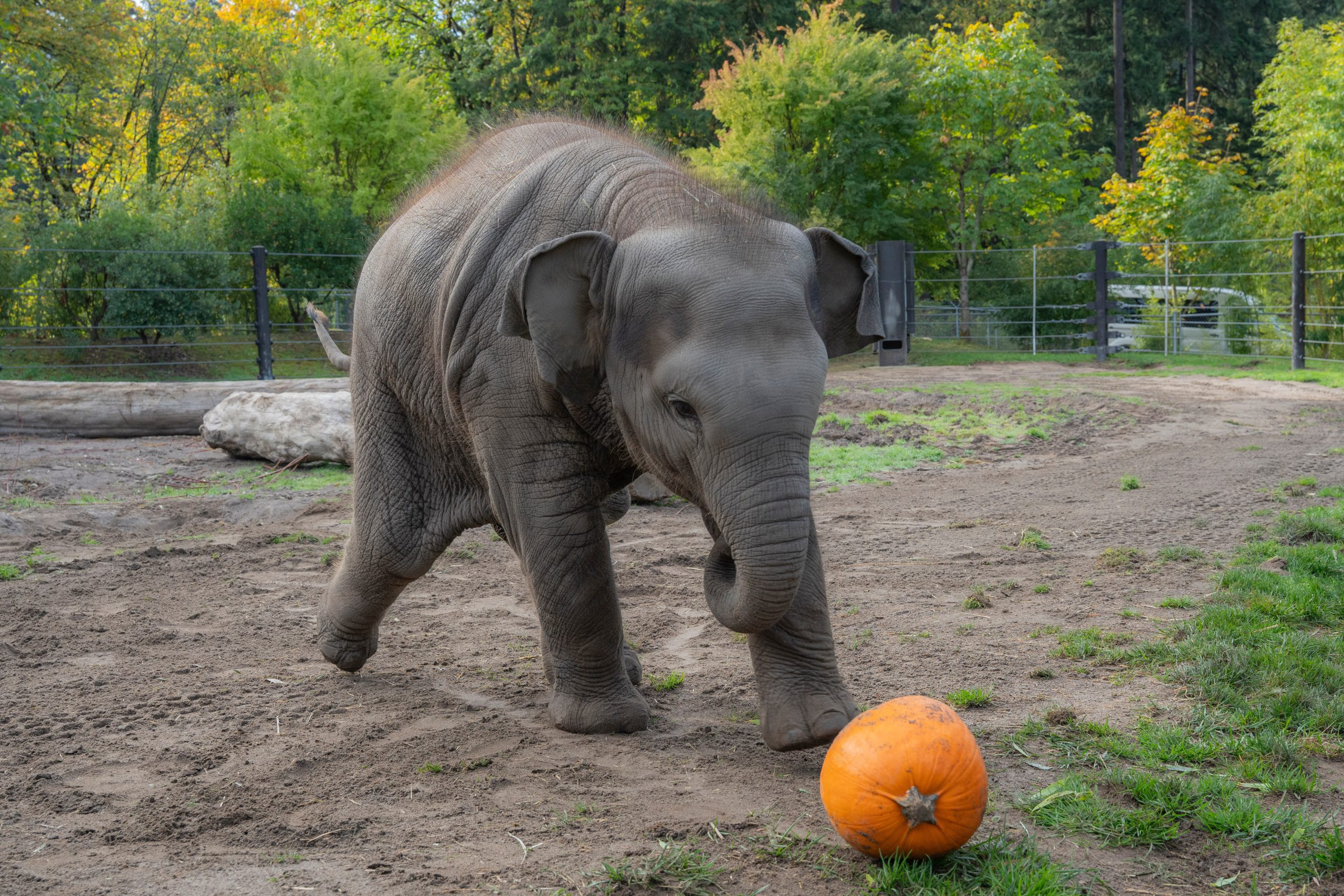 An elephant family smashed pumpkins at the Oregon Zoo. But this baby just wanted to play ball