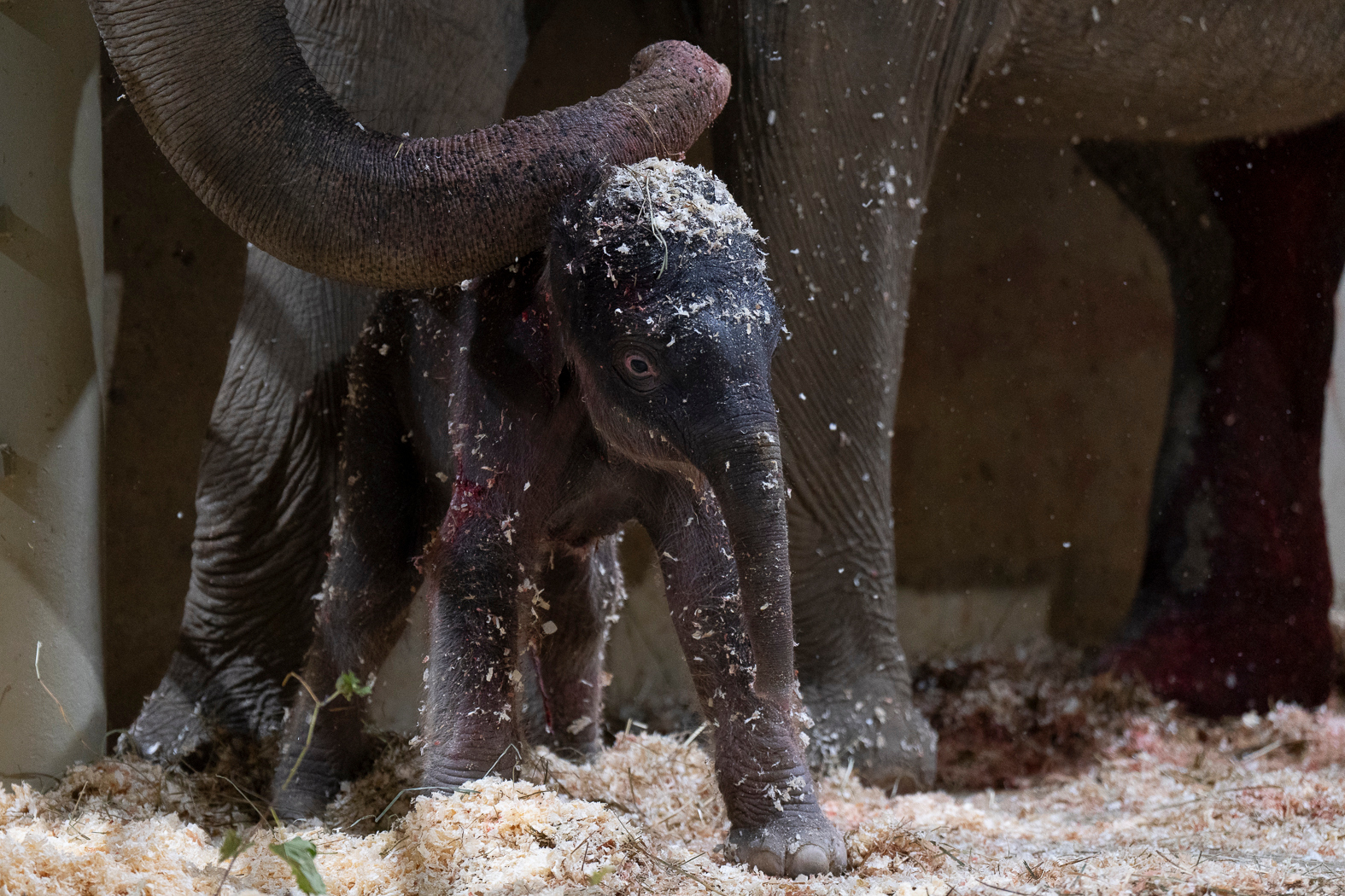Columbus Zoo welcomes second Asian elephant calf this year