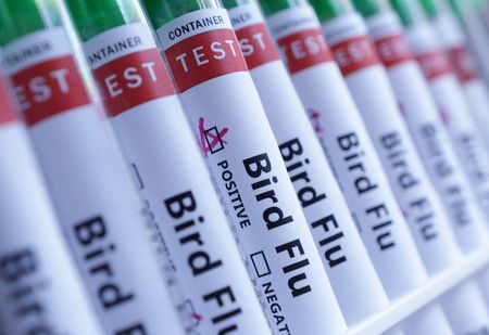 Australia says H5 bird flu suspected in sub-Antarctic island