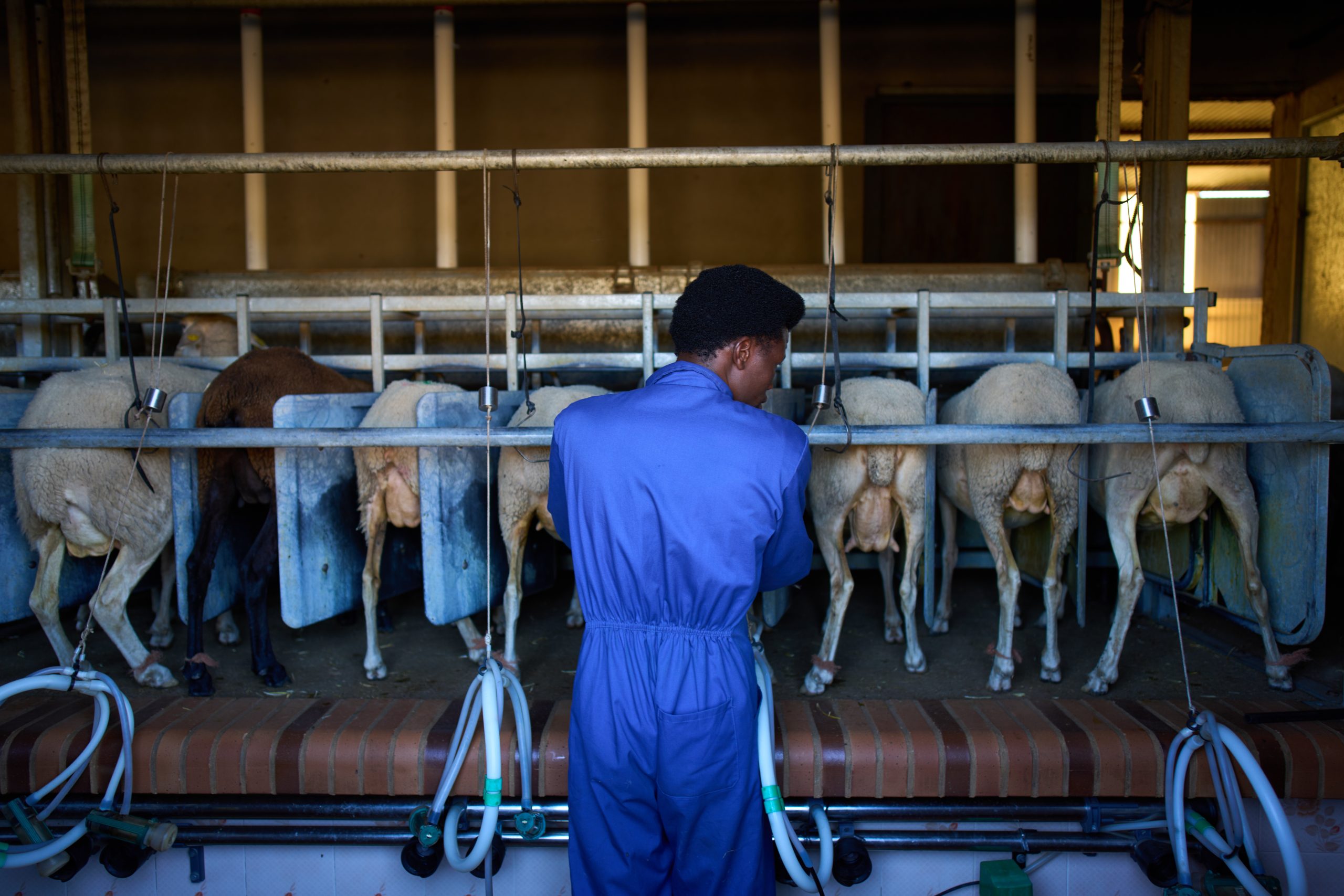 African migrants learn shepherding in Spain, in photos