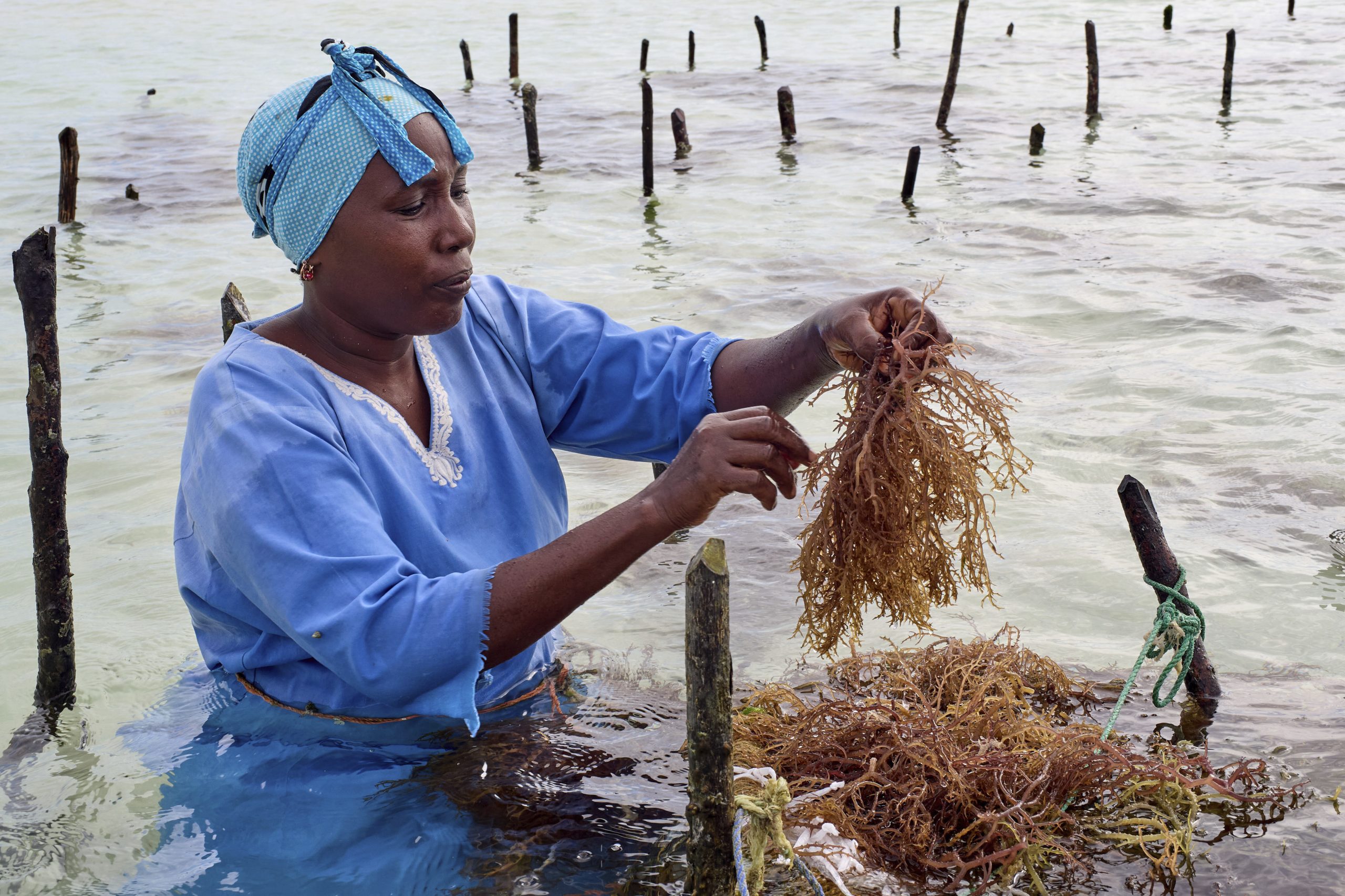 Zanzibar is seeing a seaweed boom. Can the women collecting it cash in?