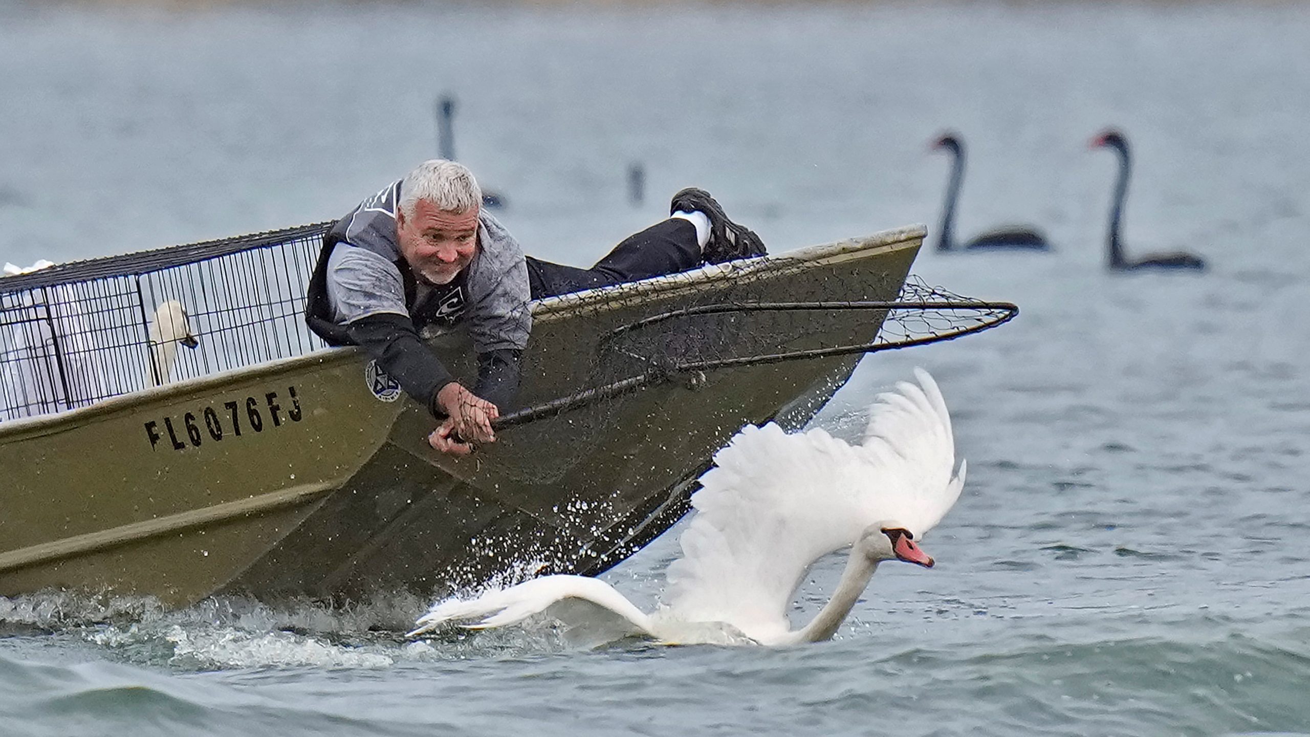 Lakeland’s swans, descendants of Queen Elizabeth II’s gift, get annual health checkup