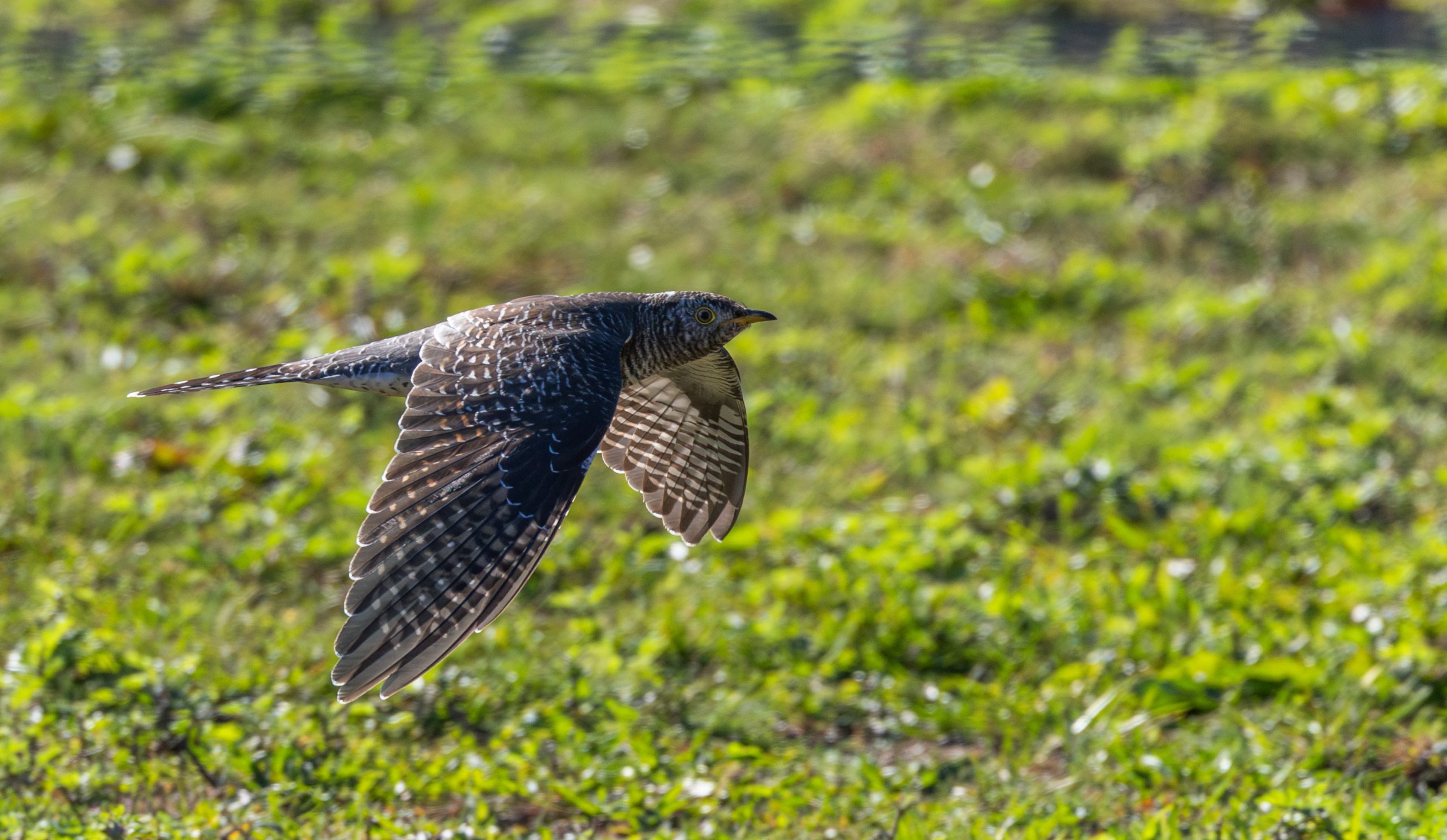 Birders going ‘cuckoo’ after unexpected sighting in New York City area