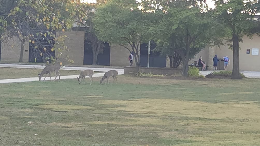 Oh deer! Looks like Edison Elementary has a new family ready to enroll! #mac185 🖤🧡🦌