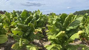 Trump administration looks to streamline H-2A visas