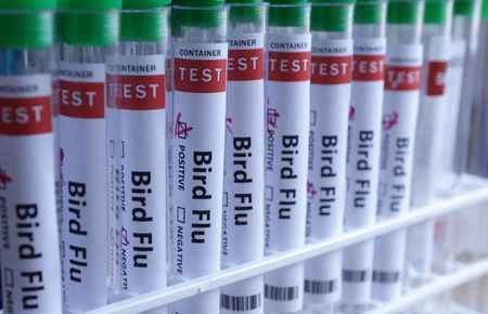 Mandatory bird housing imposed in England as bird flu spreads