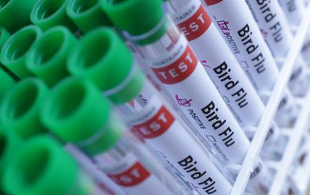 Mandatory bird housing imposed in Ireland after bird flu outbreak