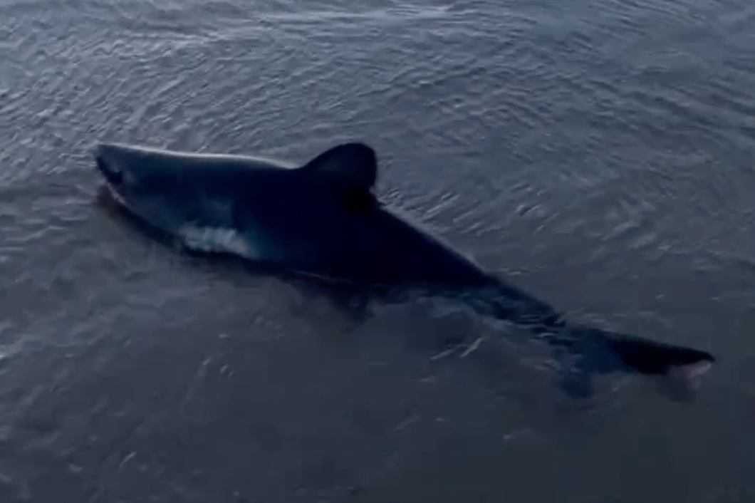 Woman rescues a beached shark in Oregon in striking video