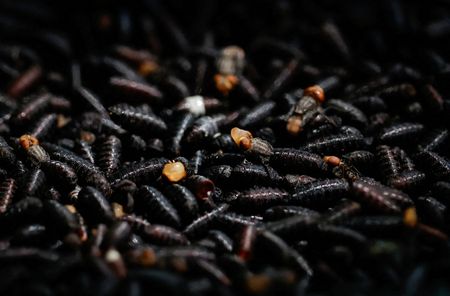 USDA opens sterile fly facility in Mexico to combat screwworm