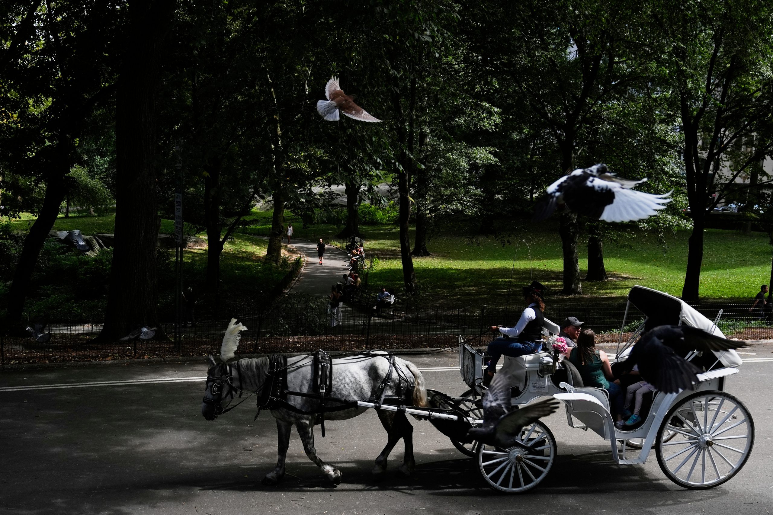 Proposal to ban Central Park horse carriages voted down by key NYC council committee
