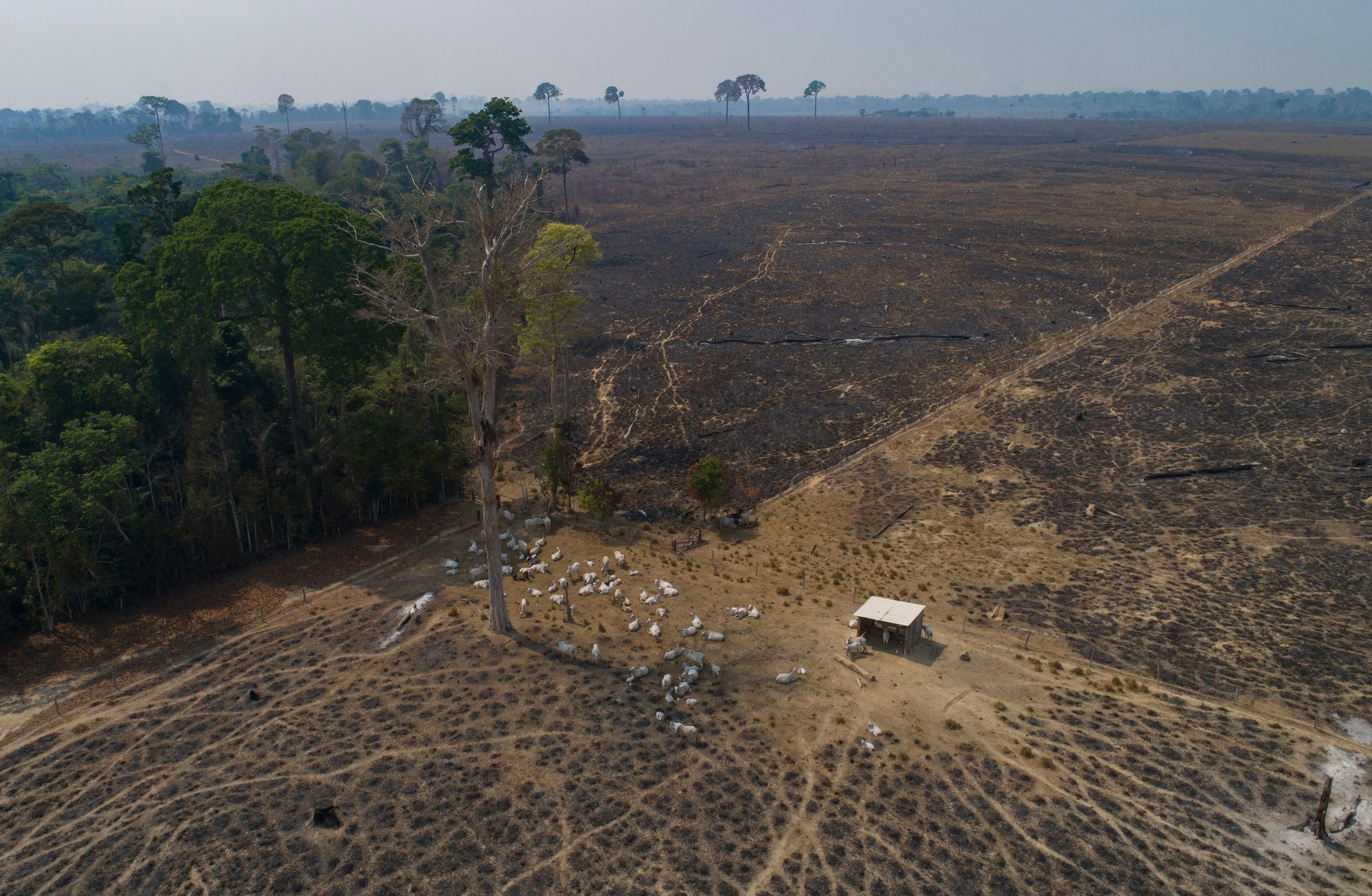 In this Brazilian state, a new push to track cattle is key to slowing deforestation