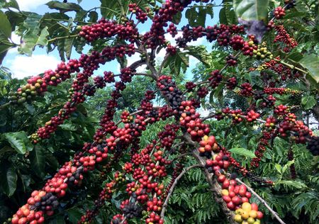 Trump’s coffee tariff change helps US roasters, hurts Brazil
